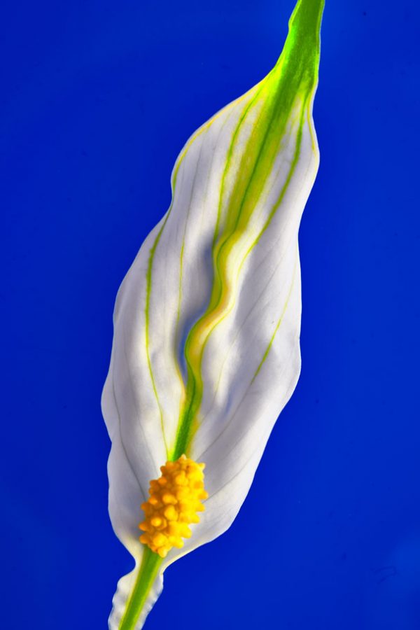 Vendita quadri arte contemporanea fiori - Il grande sta nel piccolo - 4_DSC02682